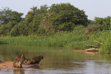 Capybarafamilie am Fluß © aussieanouk
