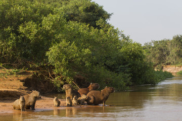 Capybarafamilie am Fluß © aussieanouk
