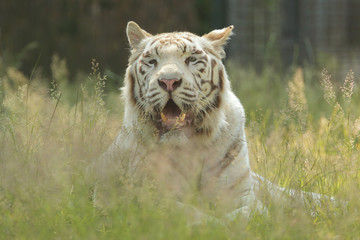 Fototapeta na wymiar Weißer Tiger liegt im hohen Gras