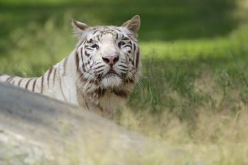 Weißer Tiger liegt im hohen Gras