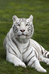 Fototapeta na wymiar Weiße Tigerin liegt im Gras