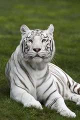 Tuinposter Weiße Tigerin liegt im Gras © aussieanouk