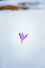 crocuses in snow, purple spring flower .