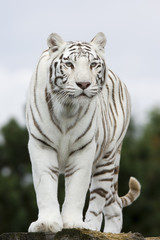 Plakat Porträt Weißer Tiger