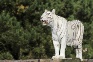 Weiße Tigerin beobachtet das Männchen