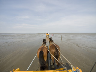 Mit Wattwagen Richtung Neuwerk