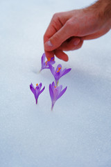 crocuses in snow, purple spring flowers. With man hand