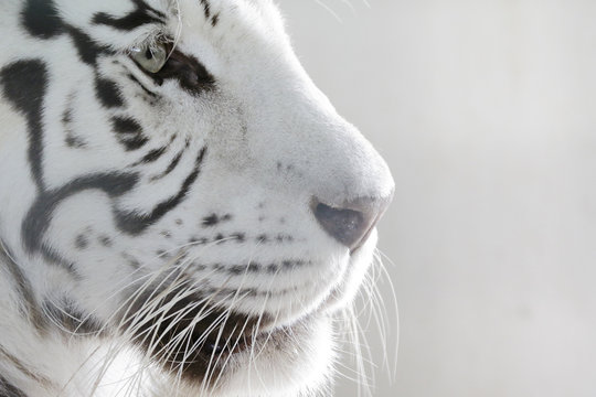 Porträt Weißer Tiger
