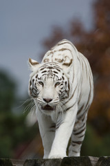 Fototapeta na wymiar Weiße Tigerin