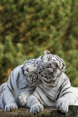 Weiße Tiger kuscheln miteinander
