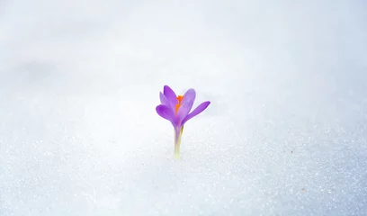 Photo sur Plexiglas Crocus crocuses in snow, purple spring flower .