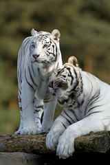 Weiße Tiger kuscheln miteinander