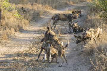 Junger Afrikanische Wildhunde spielen