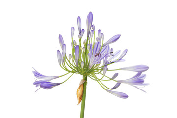 Agapanthus