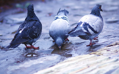 Bird standing on a fountain. Two pigeons drinking water 