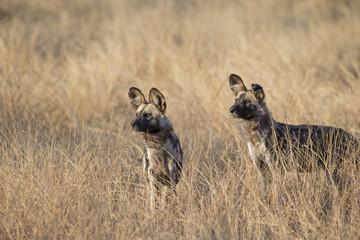 Obraz na płótnie Canvas Afrikanische Wildhunde in der Savanne