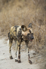 Afrikanischer Wildhund geht auf Beutesuche