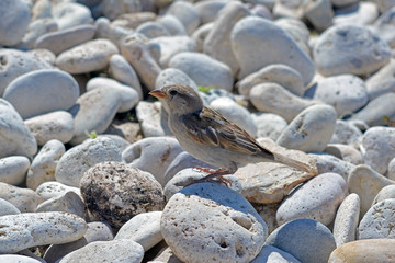 sparrow