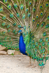 Naklejka premium Portrait of a peacock.