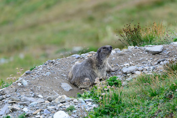 Naklejka na ściany i meble Marmotta alpina