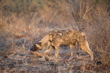 Afrikanischer Wildhund bricht zur Jagd auf