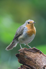 Fototapeta premium Rotkehlchen auf Ansitz