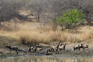Fototapeta na wymiar Afrikanische Wildhunde am Wasserloch