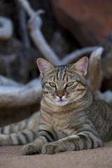 Falbkatze liegt im Sand