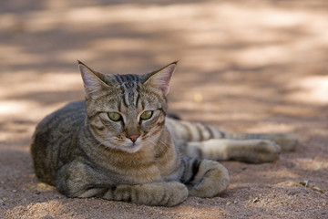 Falbkatze liegt im Sand