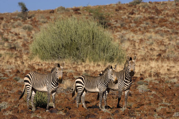 Bergzebras auf Nahrungssuche