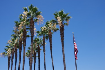 palmiers et drapeau américain