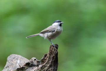 Sumpfmeise auf Ansitzast