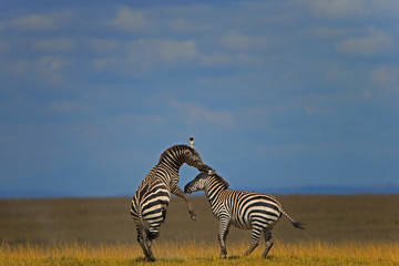Steppenzebras k&auml;mpfen miteinander
