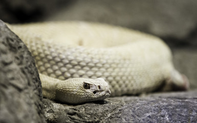 Albino Western Diamondback Rattlesnake