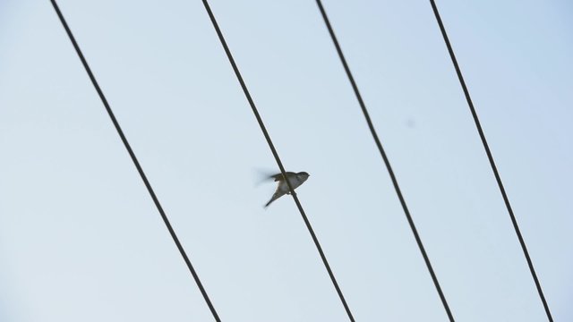 Mehlschwalbe, Delichon urbicum, Common house martin
