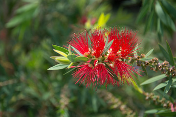 Red flower