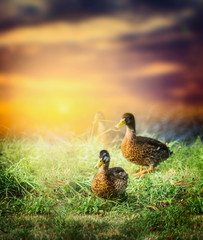 wild duck on the grass on the background of beautiful nature and sunset sky