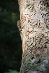 Lizard on tree trunk