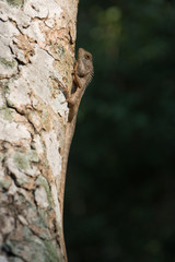 Lizard on tree trunk