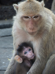 Loving mother macaques