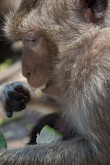 Macaque in profile
