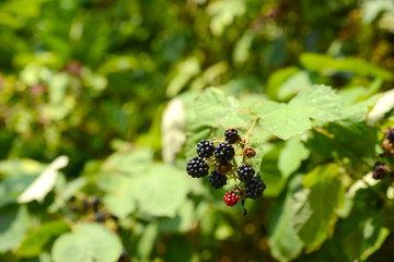 Brombeeren