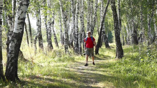 Middle age male hiker trekking in a birch wood, takes pictures by digital camera