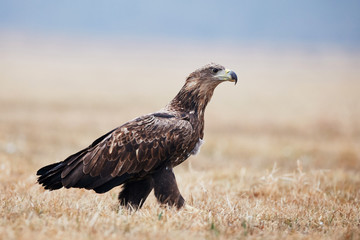 White-tailed sea eagle on the ground