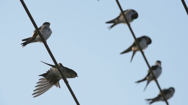 Mehlschwalbe, Delichon urbicum, Common house martin
