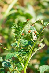 Obraz premium Colorado potato beetle.