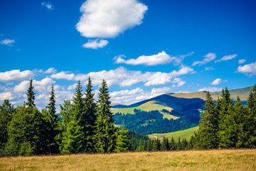 Rodnei mountains in the summer