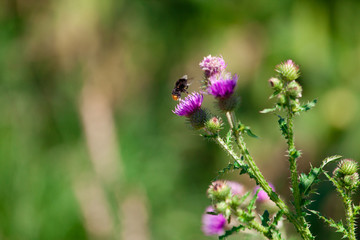 Bumblebee and thistle.