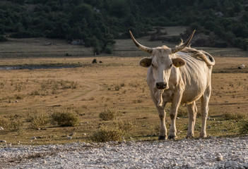 Mucca guardinga