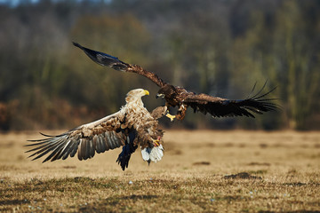 Fighting between eagles